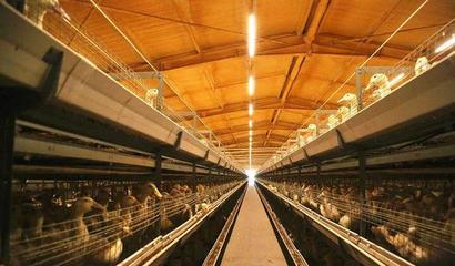 華英農(nóng)業(yè)榮獲首批國家級(jí)農(nóng)業(yè)高質(zhì)量發(fā)展標(biāo)準(zhǔn)化示范基地稱號(hào)，畜牧漁業(yè)飼料銷售邁向新篇章